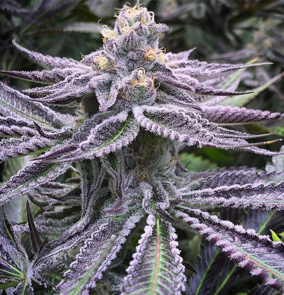 Buy purple punch strain  where to buy online weed for sale uk